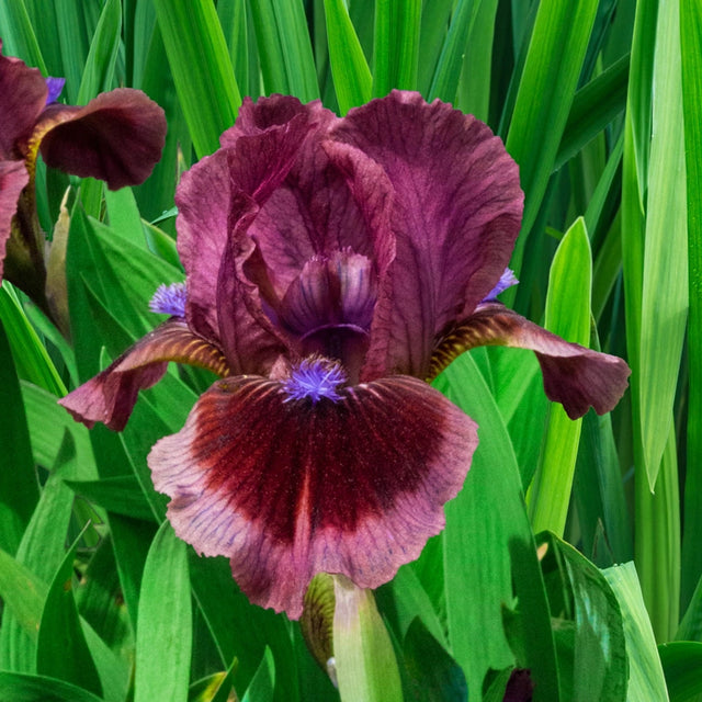 Iris Bulbs and Plants For Sale | Gurney's Seed & Nursery Co.