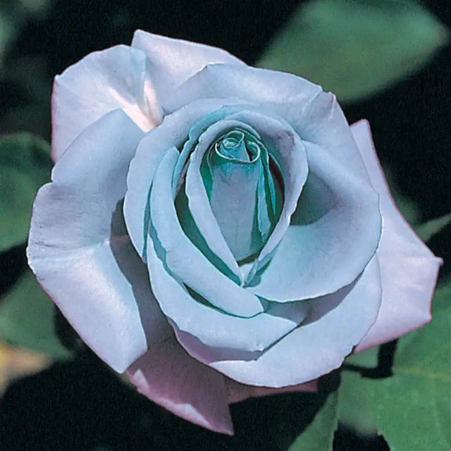 Rose Bushes For Sale | Gurney's Seed & Nursery Co.