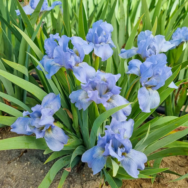 Iris Bulbs and Plants For Sale | Gurney's Seed & Nursery Co.