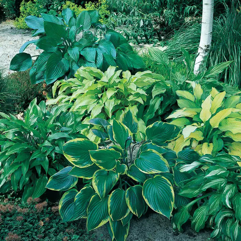 hosta plant indoor or outdoor Shady Places Hosta Mix