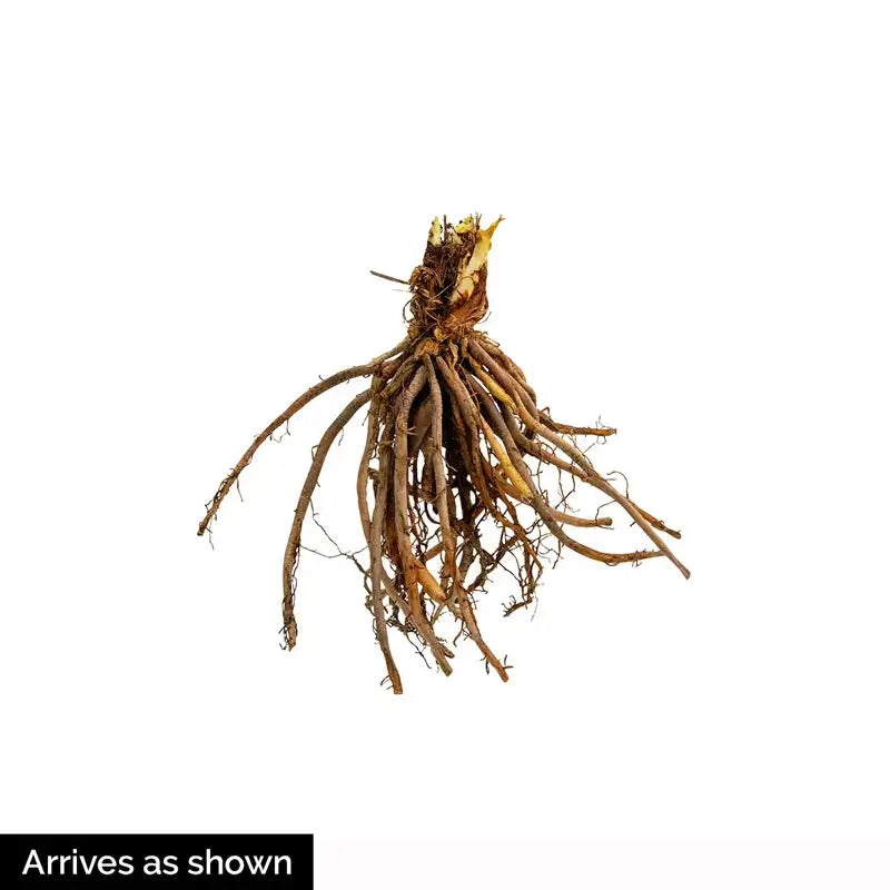 Mixed Color Hosta Plant Roots – Growers Blend (10 Roots), Perennial Shade Plant For Outdoor Gardens