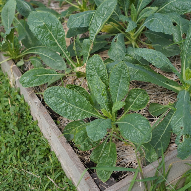 Hybrid Horseradish Roots