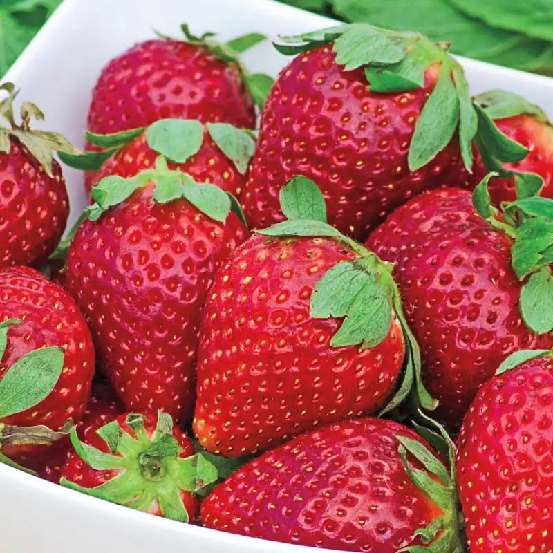 earliglow strawberry seeds Earliglow Junebearing Strawberry Plant