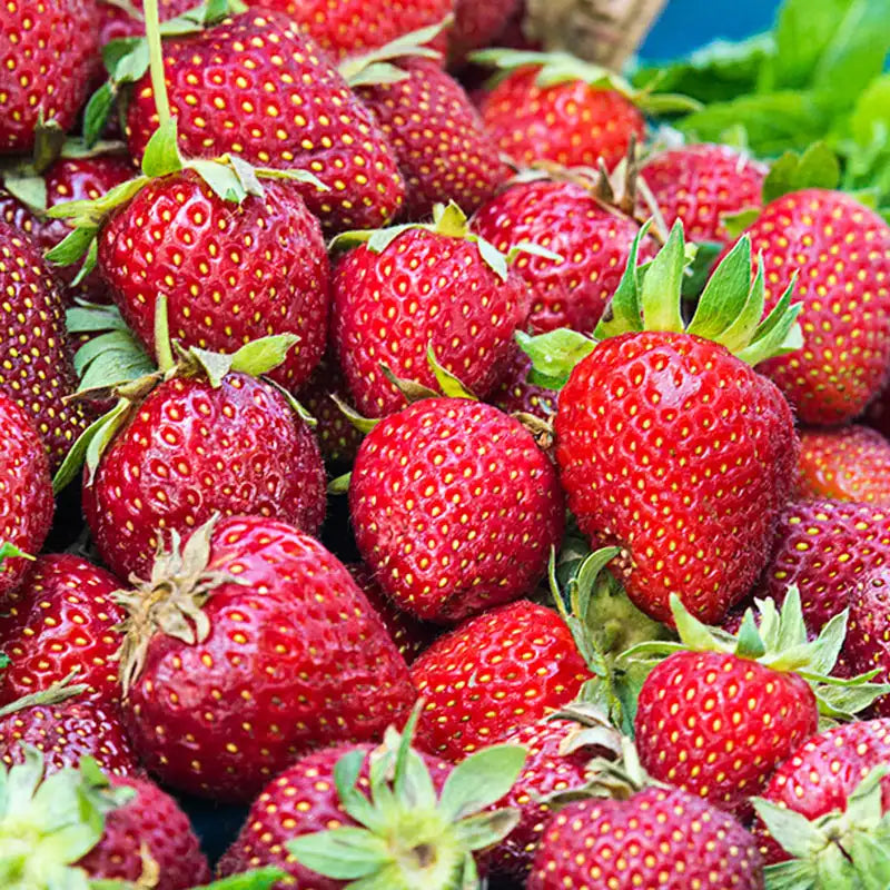 honeoye strawberry seeds Honeoye Junebearing Strawberry Plant