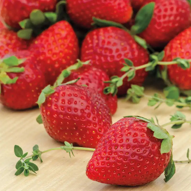 ozark beauty strawberry seeds Ozark Beauty Everbearing Strawberry Plant - 4-Pack | Fragaria ananassa 'Ozark Beauty' | Zone 4-8 | Fragaria ananassa 'Ozark Beauty' | White