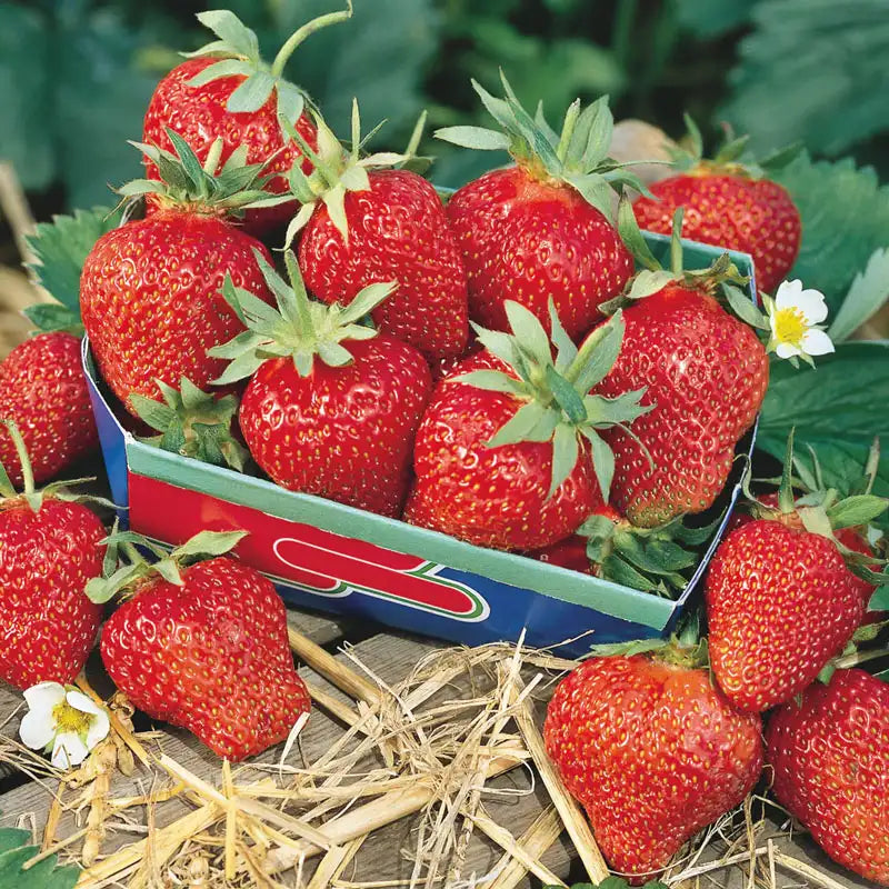 fort laramie strawberry seeds Fort Laramie Strawberry