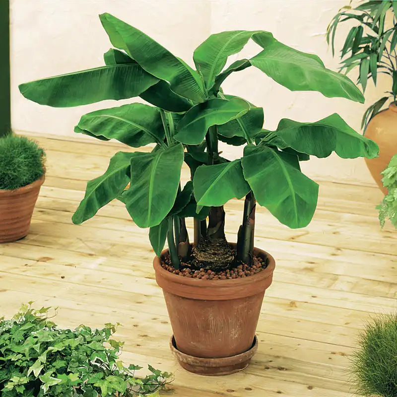 mini banana plant indoor Dwarf Banana Plant