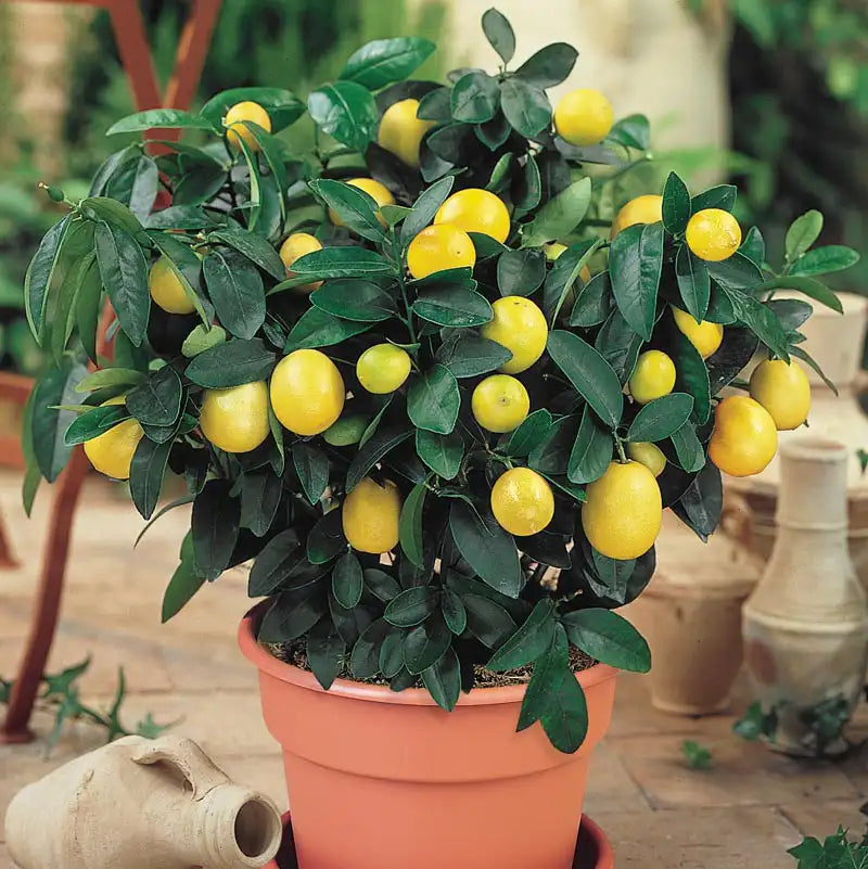 lemon potted plant Dwarf Meyer Lemon Tree