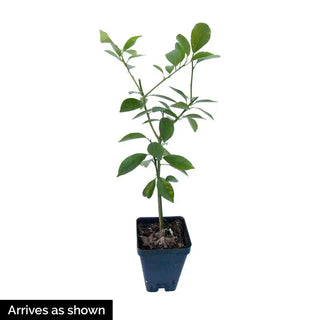 Dwarf Meyer Lemon Tree | Gurney's Seed & Nursery Co. – Gurneys