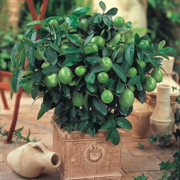 key lime plant from seed Dwarf Key Lime Tree