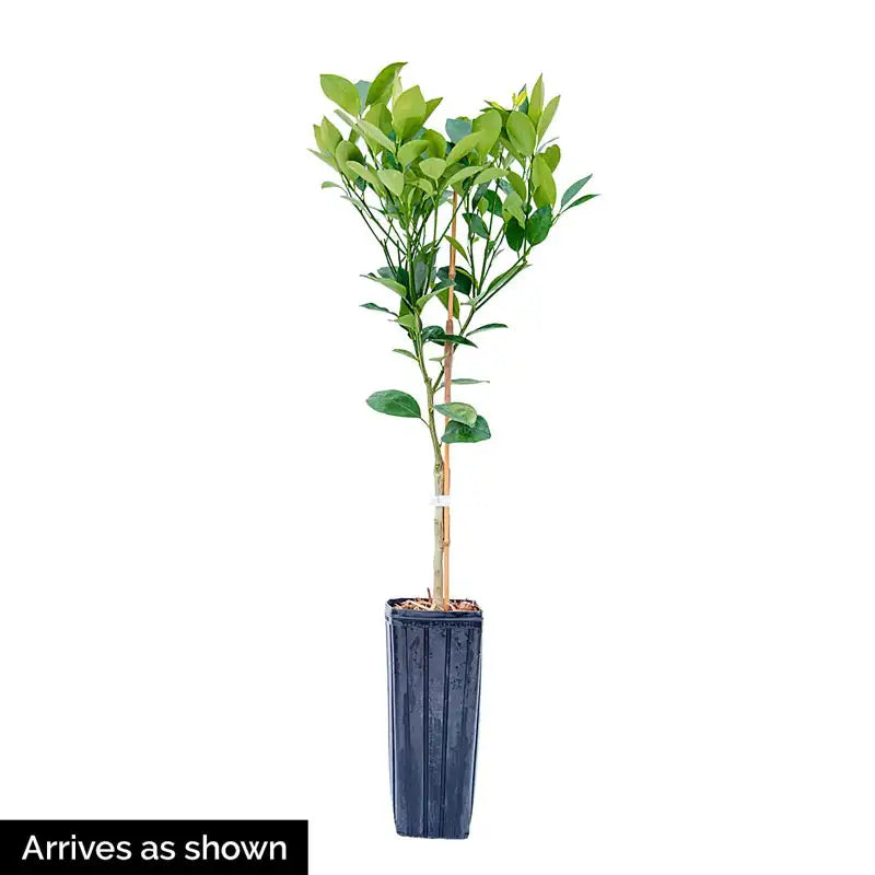 calamondin orange tree from seed Dwarf Calamondin Orange Plant