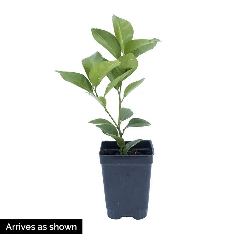 mandarin house plant Dwarf Cleopatra Mandarin: Citrus & Houseplants from Gurney's Seed & Nursery Co