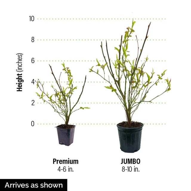 Dwarf TopHat Lowbush Blueberry
