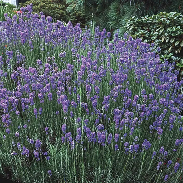 winter-hardy lavender plants Hardy Lavender Plant