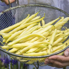 Top Notch Golden Wax Bush Bean Seeds - Heirloom & Non-gmo - Terrific - Foto 9