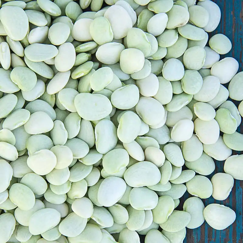 plant lima bean seeds Gurney's Lima Bean Baby Thorogreen (2 oz. Seed Packet)