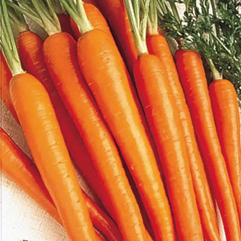 Tendersweet Carrot Seeds - My Health Forward Tendersweet Carrot Seeds - My Health Forward