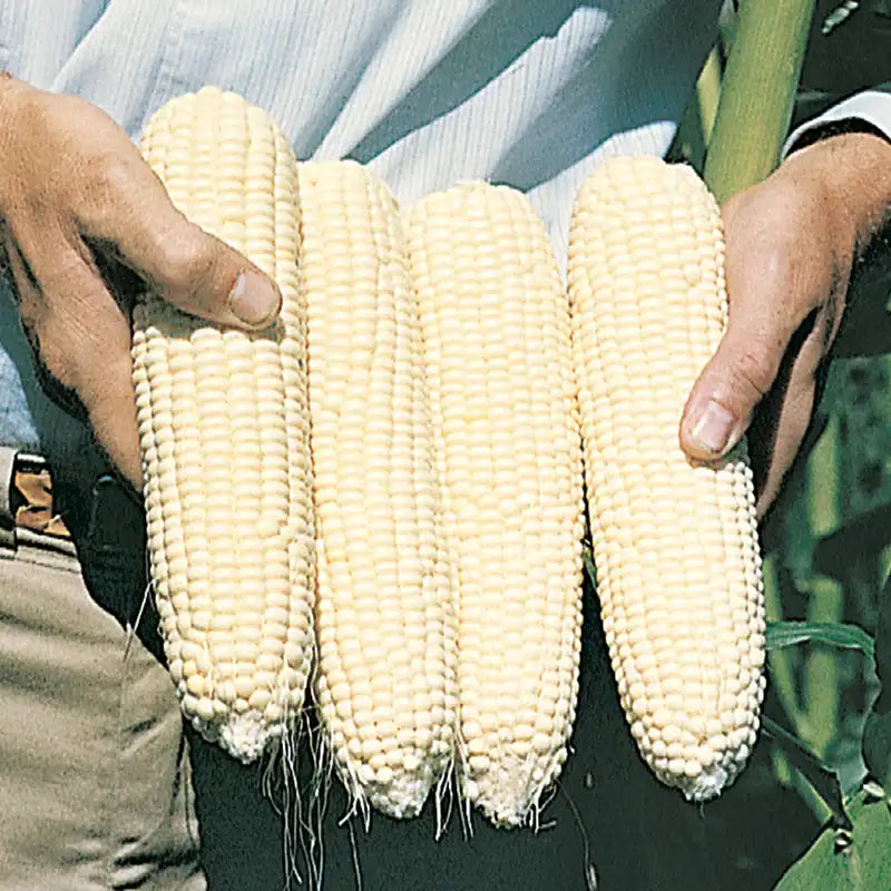planting silver queen corn seeds Silver Queen Hybrid Sweet Corn