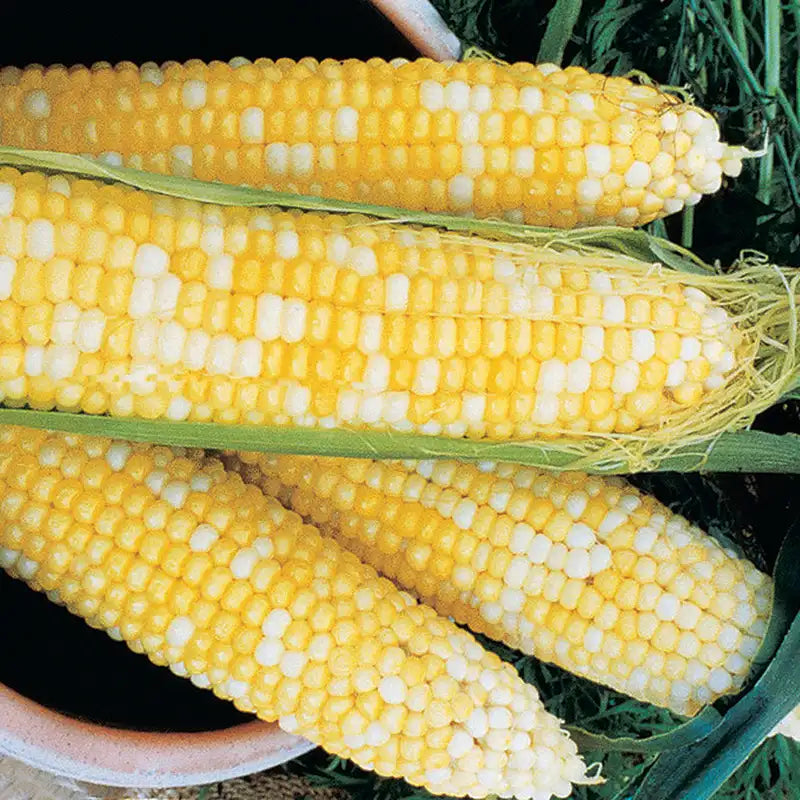best sweer corn herbicide Gurney's Sweet Corn Honey and Cream Hybrid (250 Seed Packet)