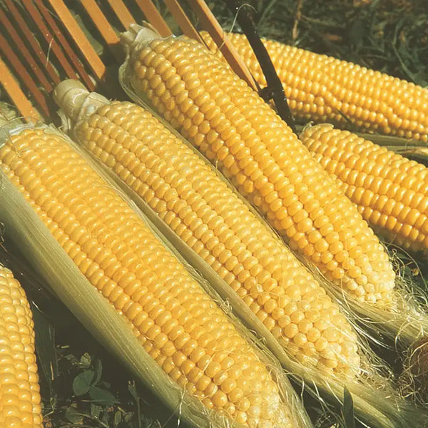 candy corn plant seeds Kandy Korn Hybrid Sweet Corn Seed (Se) - 1/2 lb Of Seeds | Zea mays 'Kandy Korn'