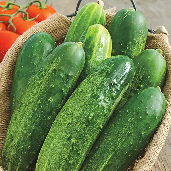 best cucumber seeds for planting Gurney's Cucumber Slicing Straight 8 (100 Seed Packet)