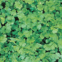 Gurney's Herb Coriander/Cilantro (50 Seed Packet)