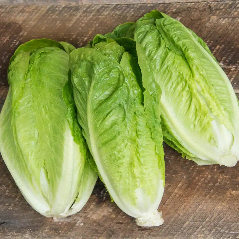 Mesclun Mix Lettuce Seeds – 1000 Seeds For Fresh Salad Greens, Same Day Shipping!