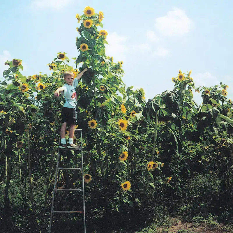 tall sunflower seeds for planting Gurney's Sunflower Skyscraper, Bright Yellow Flowers (50 Seed Packet)