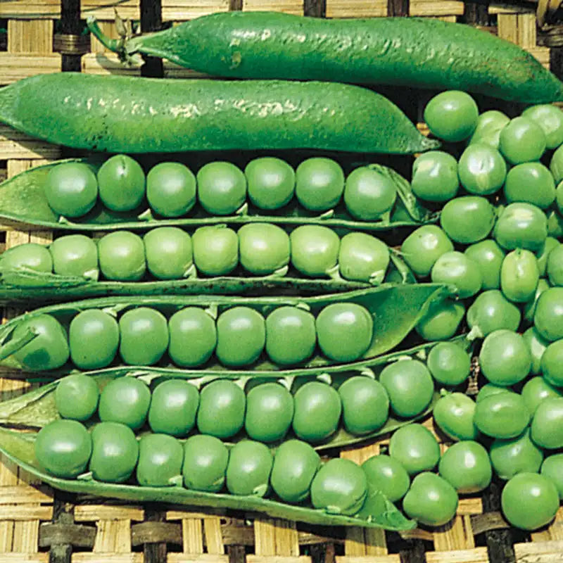 pea seeds plant Lincoln Shell Pea Seed - Pkt Of Approx. 225 Seeds | Pisum sativum 'Lincoln'