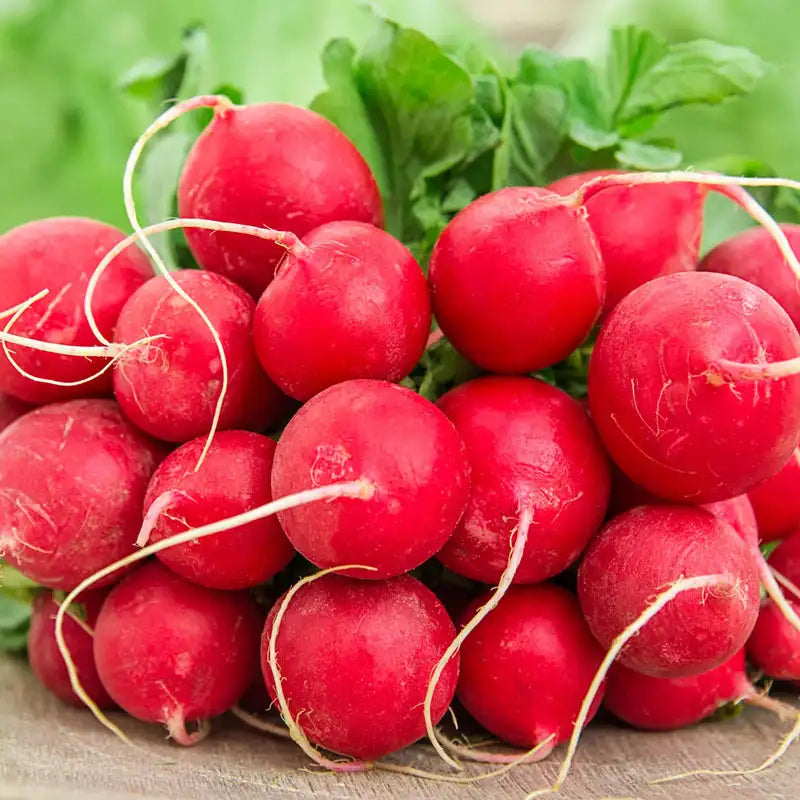 Giant Parat German Radish Seed | Gurney's Seed & Nursery Co. Giant Parat German Radish Seed | Gurney's Seed & Nursery Co.