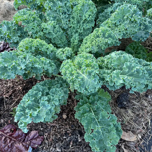 Kale Arun