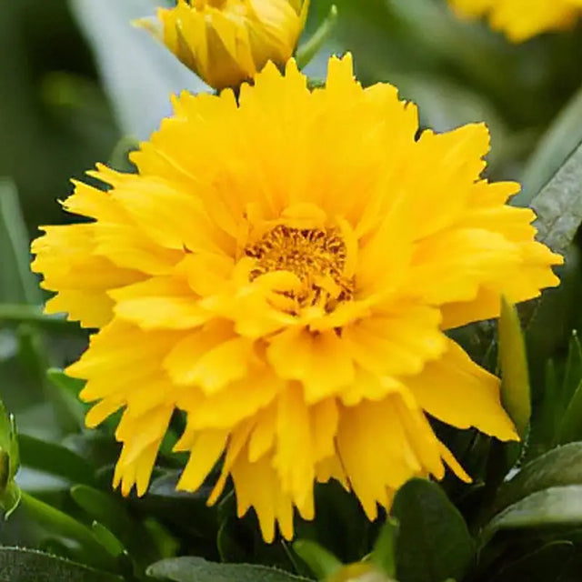 Coreopsis Sunglobe