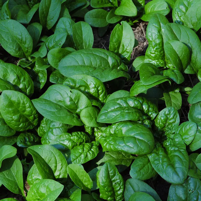 Spinach High Country