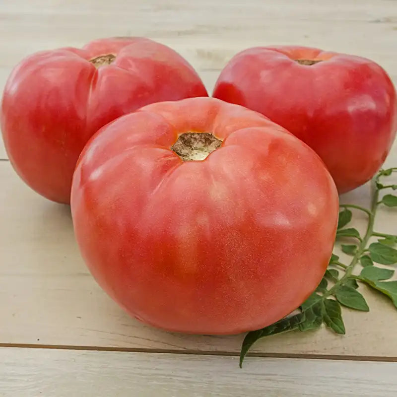 tomato seeds rosada Gurney's Tomato Brandywine (30 Seed Packet)
