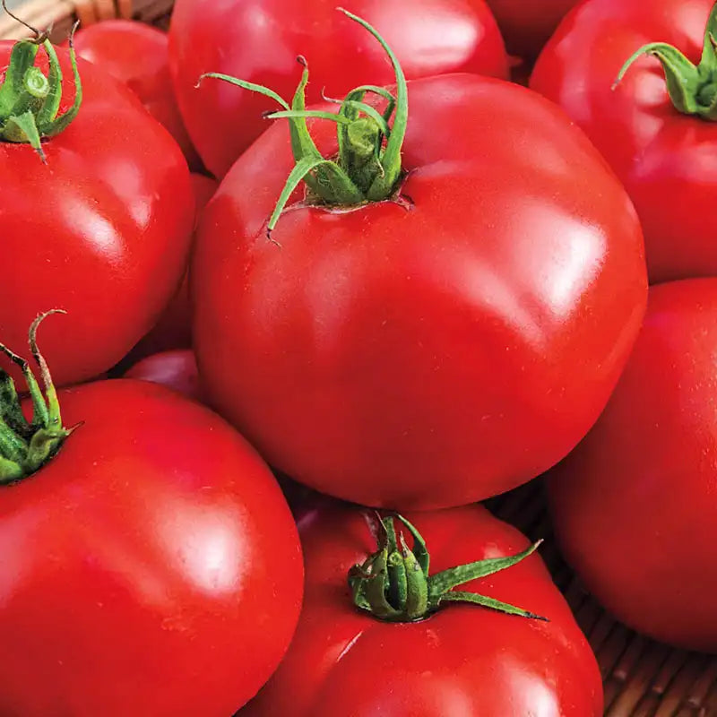 Big beef hybrid tomato seeds (Beef Hybrid, Beef Hybrid Tomato, hybrid tomato, disease resistance) Big beef hybrid tomato seeds