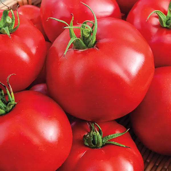 Big beef hybrid tomato (Beef Hybrid, lower leaves, AllAmerica Selections, Beef tomatoes, definitive guide) Big beef hybrid tomato