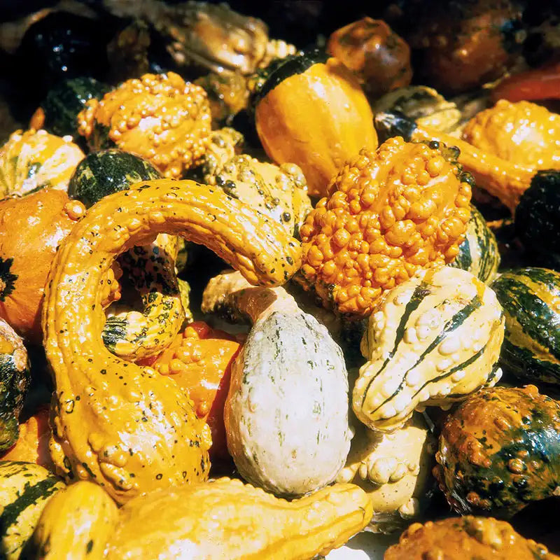 preparing gourd seeds for planting Large and Small Mix Gourds