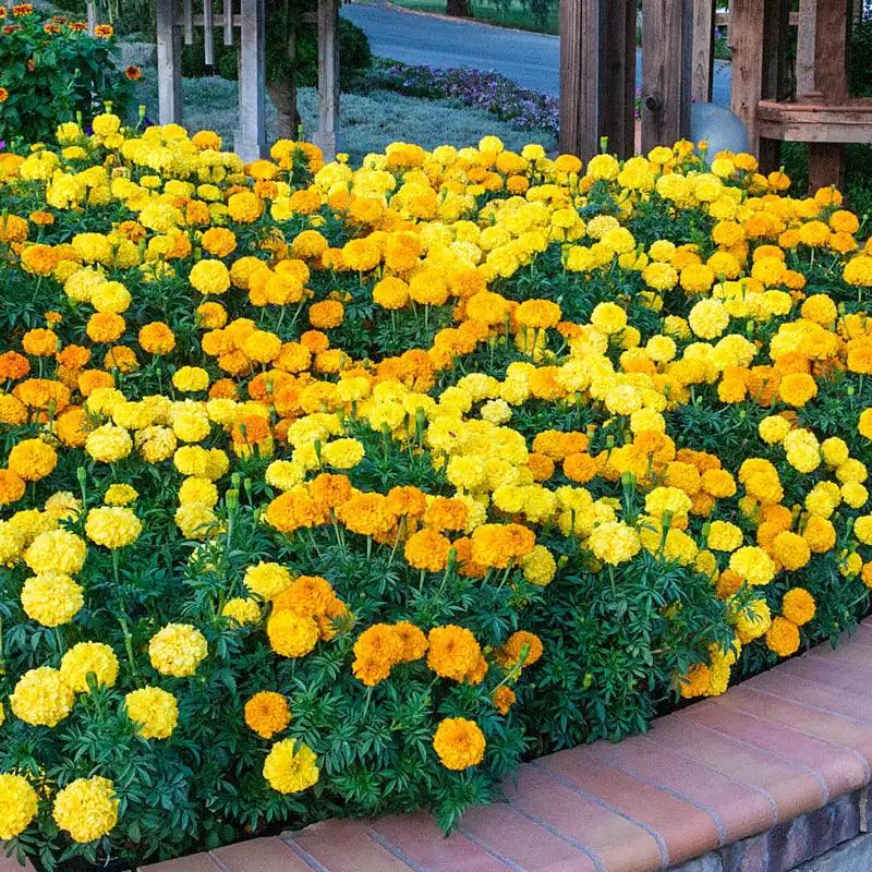 inca marigold seeds Gurney's Marigold Inca II Seed Mixture (40 Seed Packet)