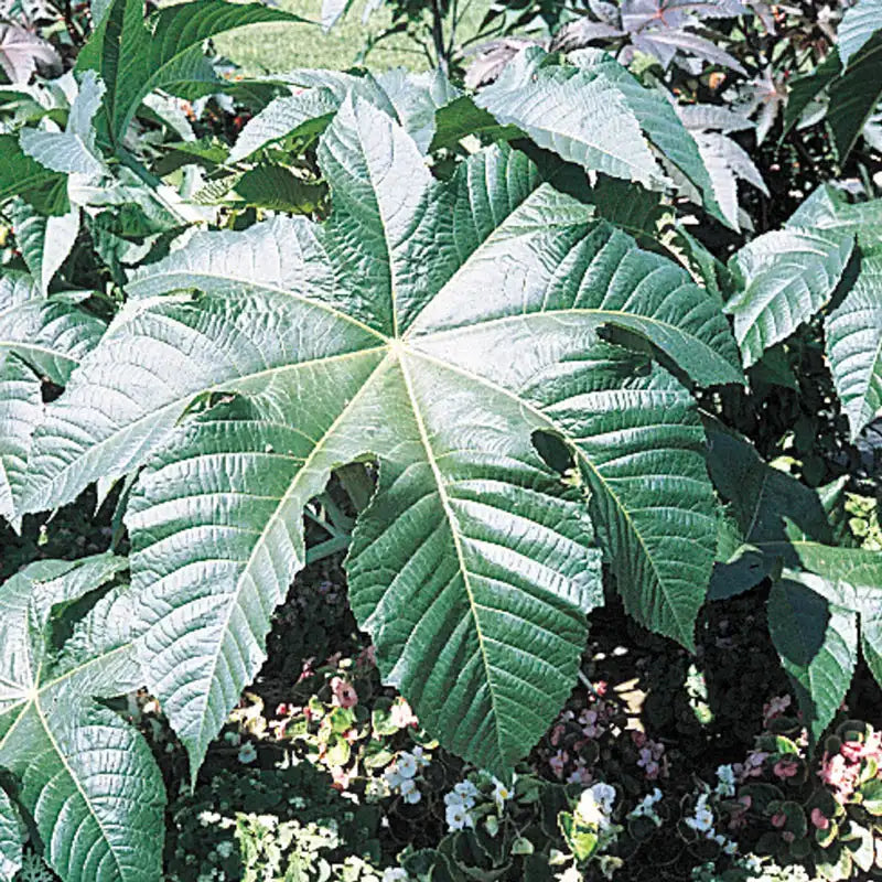 castor seed plant Castor Bean