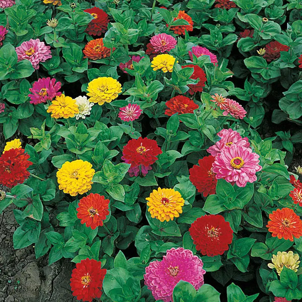 zinnia time lapse from seed to flower Anniversary Zinnia