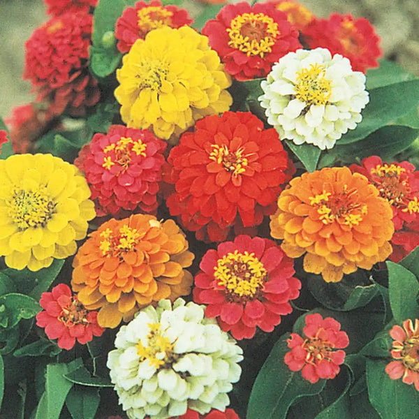 Zinnia State Fair