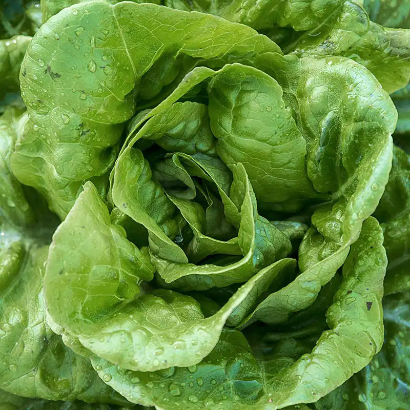 planting buttercrunch lettuce seeds Shop Buttercrunch Lettuce Seeds