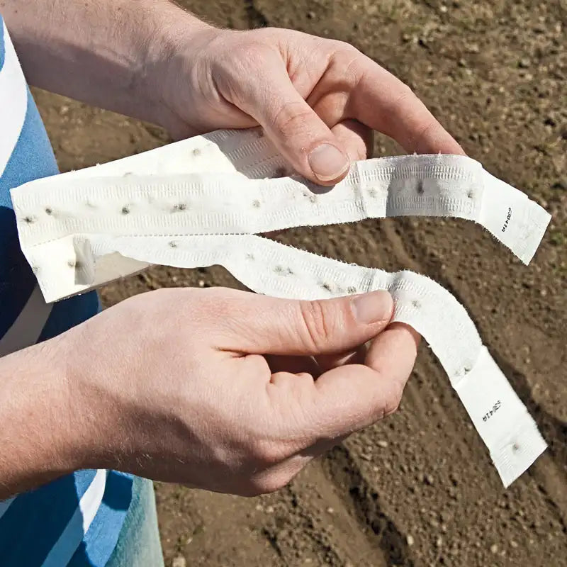lettuce seed tape for planting Gurney's Lettuce Head Buttercruch 15 Ft. Seed Tape