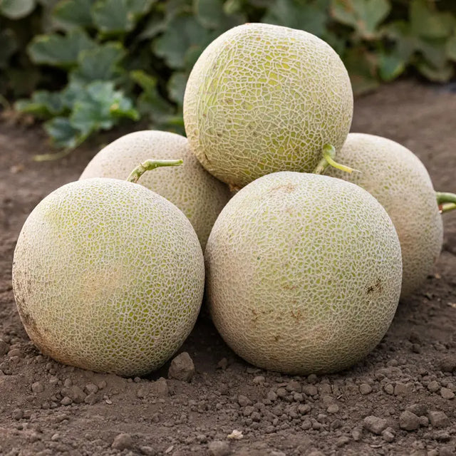 Lemoncello Melon