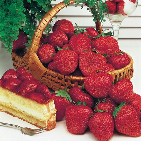 Gurney's® Whopper Junebearing Strawberry Plant