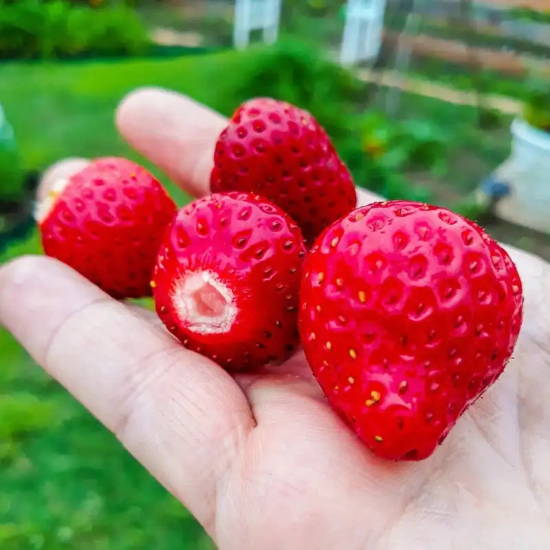 Gurney's® Whopper Junebearing Strawberry Plant