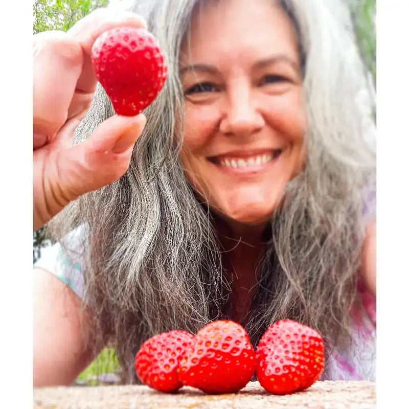 large strawberry seeds Gurney's Whopper Strawberry Plant