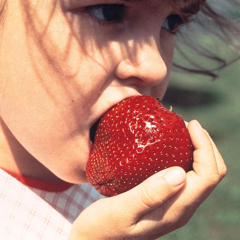 eating strawberry seeds Whopper Strawberry Plants