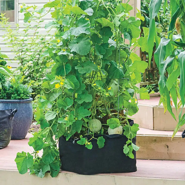 Grow Tub 20 Gallon | Gurney's Seed & Nursery Co.