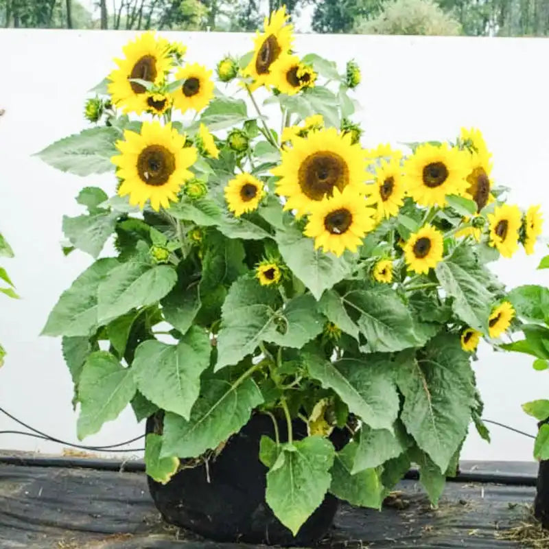 15 pots for plants Grow Tub 15 Gallon